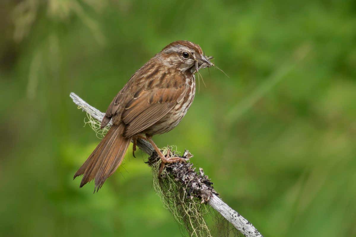 Song Sparrow (Melospiza melodia), British Columbia, Canada