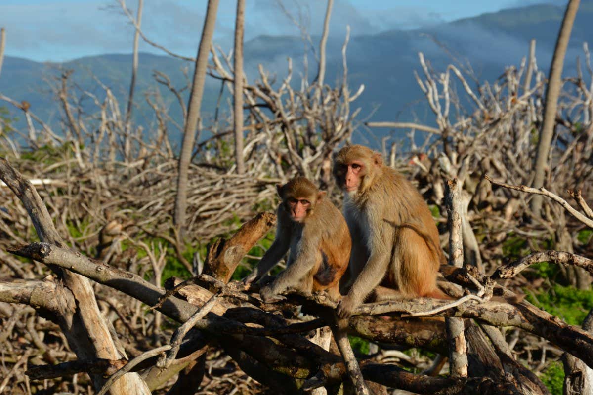 Rhesus macaques