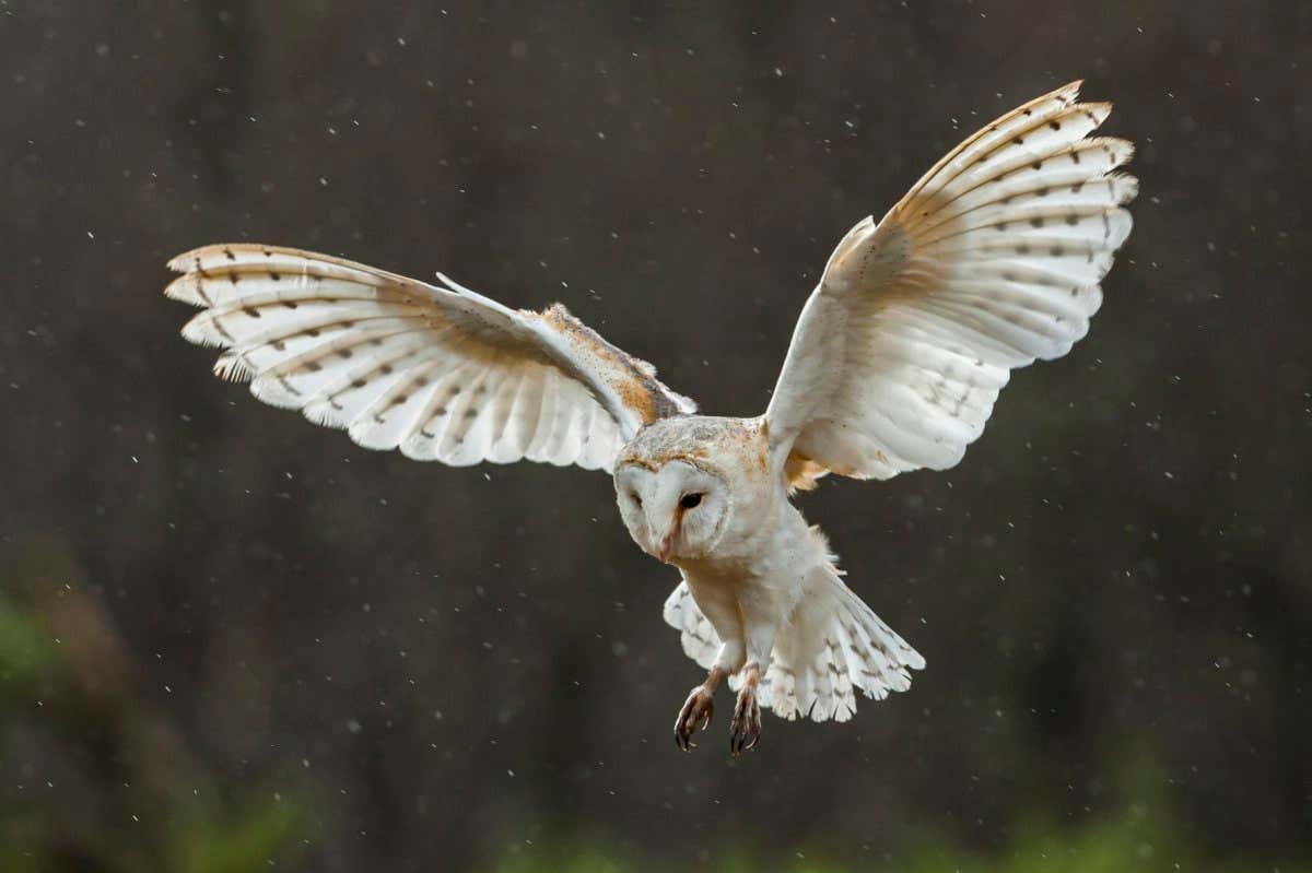 A barn owl in flight