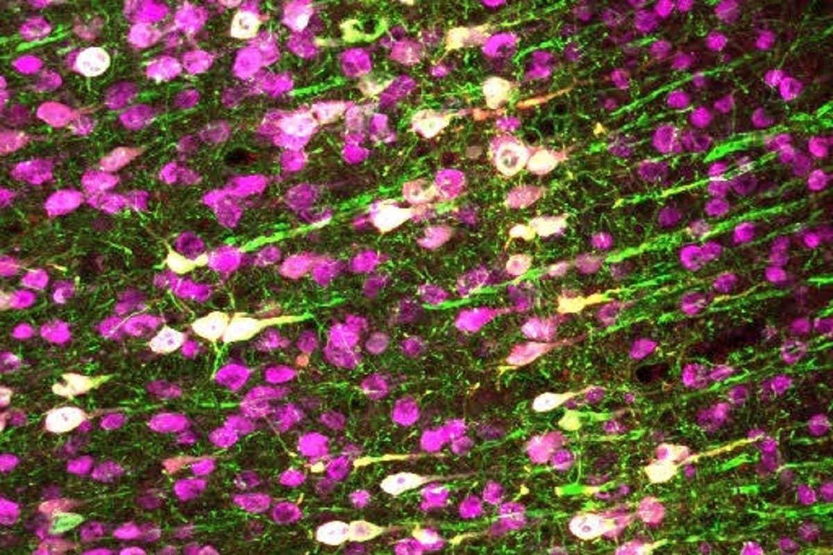 Ultrasound can control genetically altered brain cells in mice