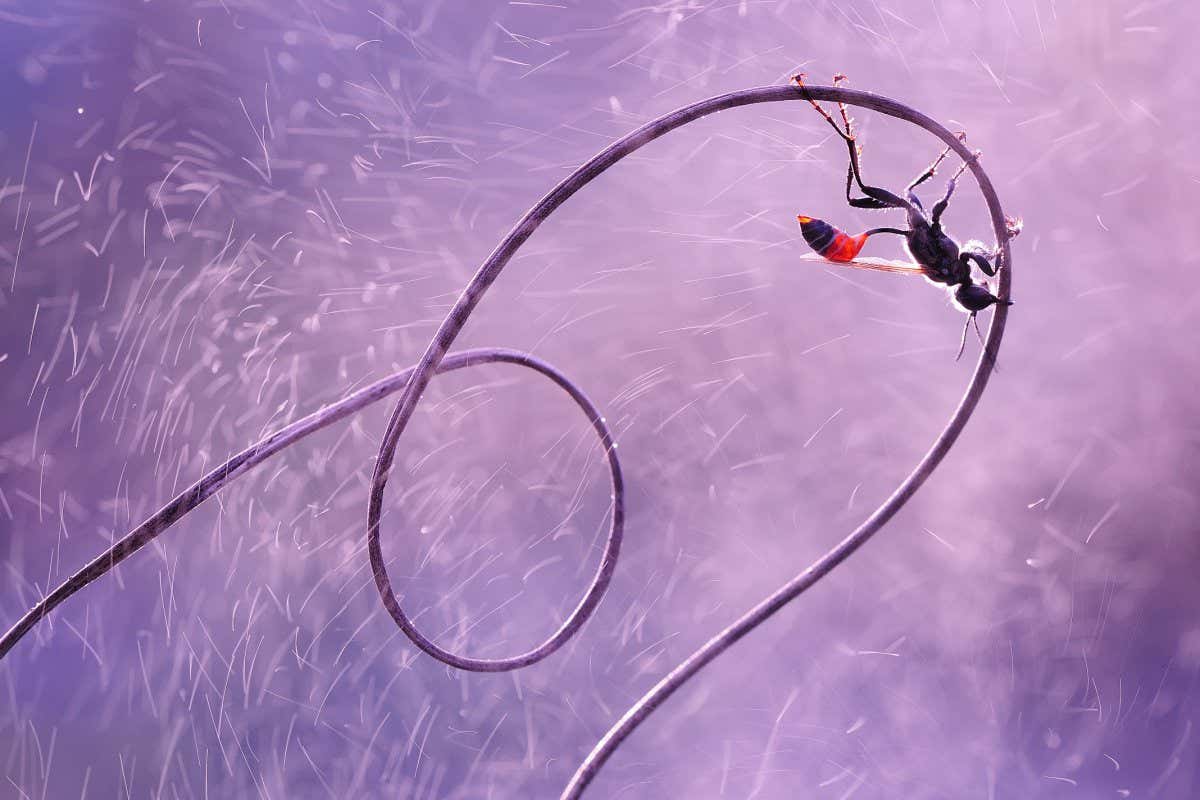 Glorious photos of garden-variety wildlife vie for international prize