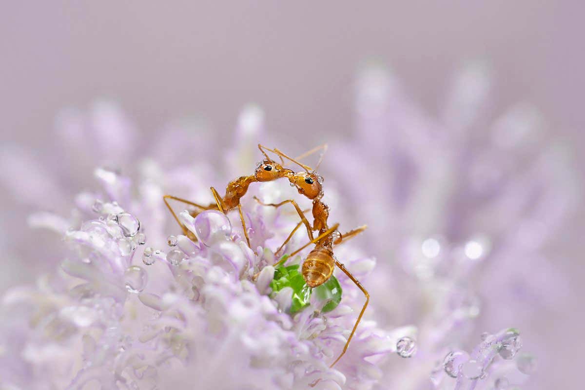 New Scientist. Science news and long reads from expert journalists, covering developments in science, technology, health and the environment on the website and the magazine.
