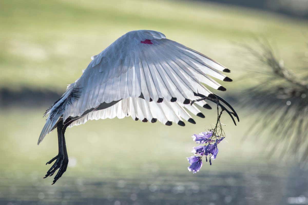 New Scientist. Science news and long reads from expert journalists, covering developments in science, technology, health and the environment on the website and the magazine.