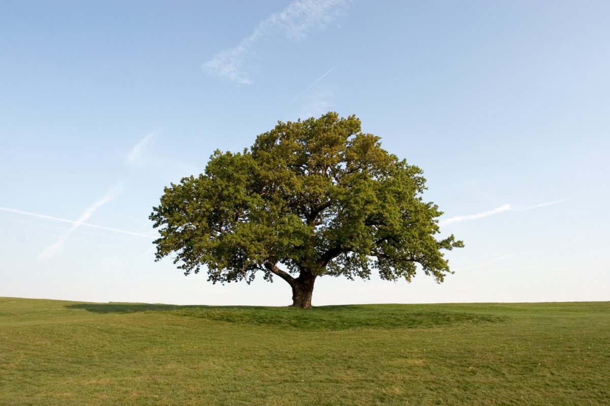 Same tree also available in Winter and Autumn foliage.