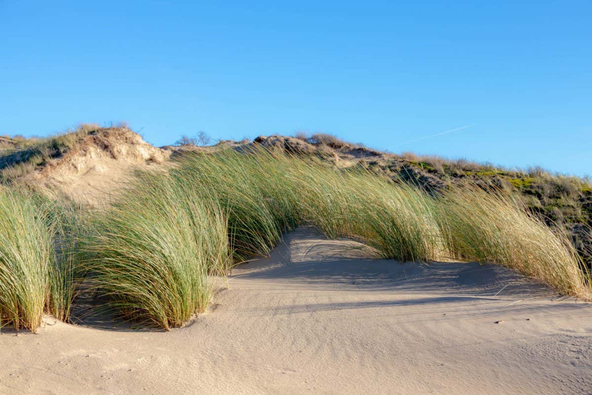 The sand dunes or dyke at Dutch north sea coastline, Selective focus of european marram grass (beach grass) under blue sky as background, Nature pattern texture background, North Holland, Netherlands.; Shutterstock ID 1856704600; purchase_order: NS 12 Feb 2022; job: Photo; client: NS; other: