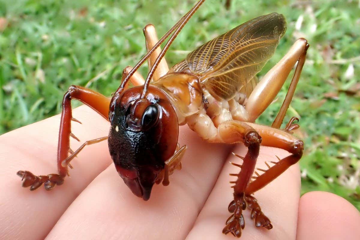 Raspy cricket