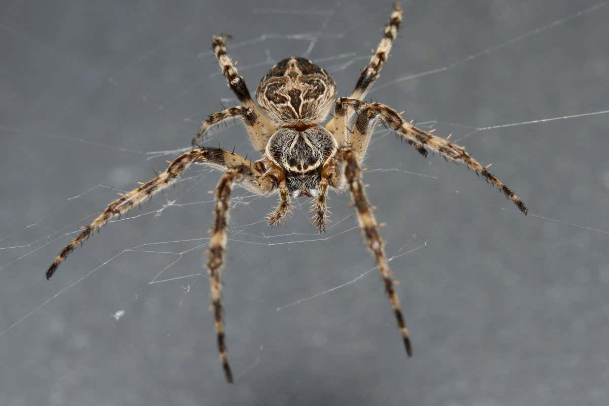 female of Bridge spider or Gray cross spider (Larinioides sclopetarius) classic spider along seaside as city harbour, and they are often found on bridges; Shutterstock ID 2035737131; purchase_order: -; job: -; client: -; other: -