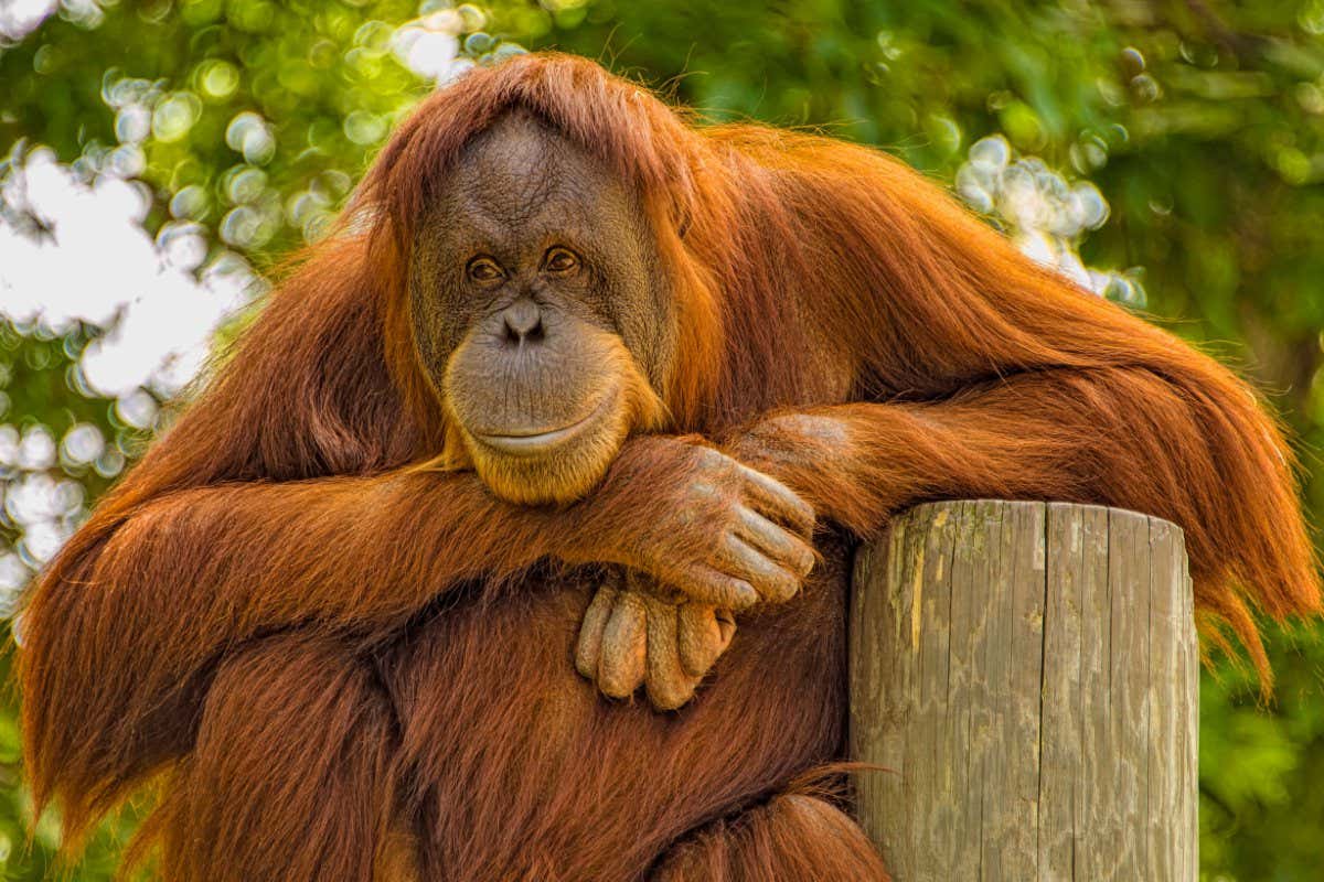 DJ0W3Y The orangutans are the two exclusively Asian species of extant great apes. Native to Indonesia and Malaysia.