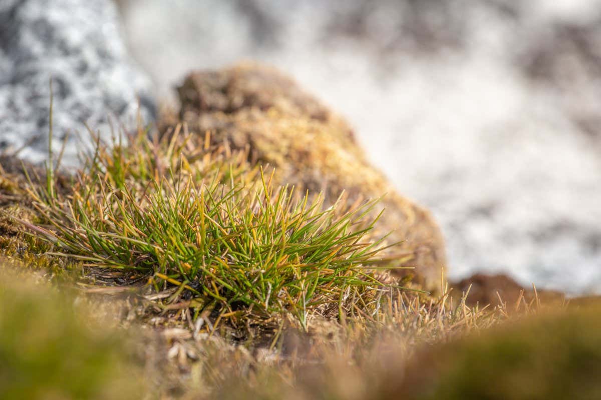 Deschampsia antarctica