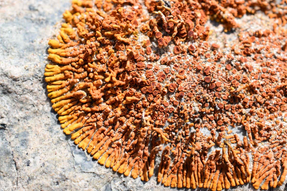 Folmannia orthoclada on rock in Atacama Desert, northern Chile (March 2020). This lichen contains a Trebouxia photobiont.
