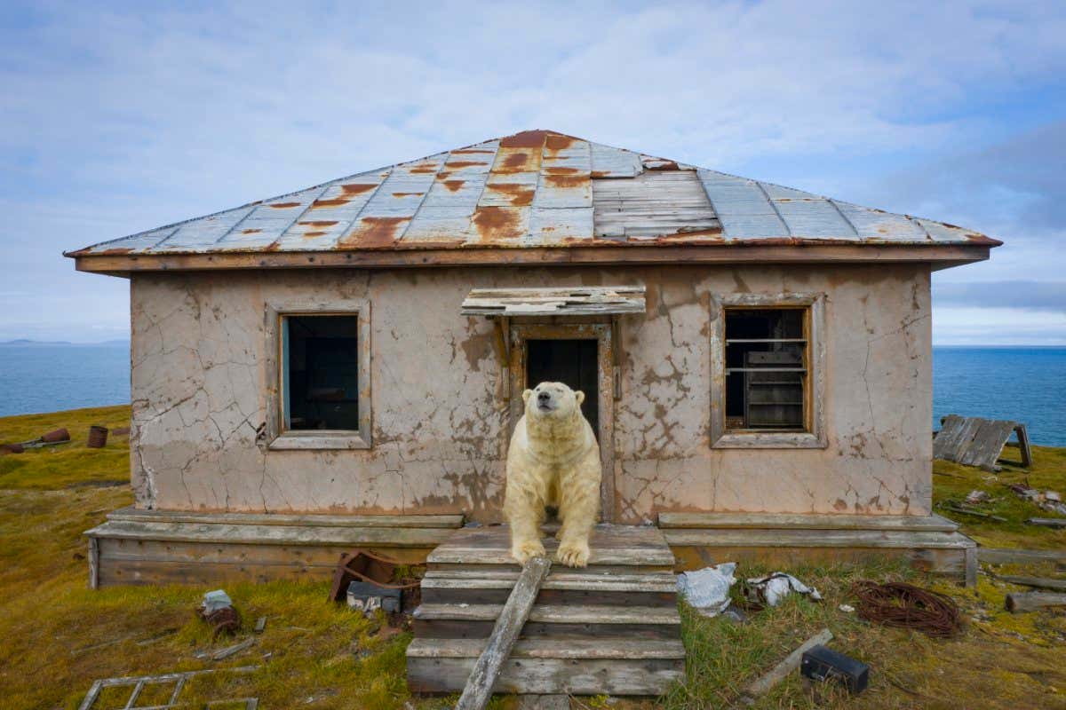 Bearbnb: Polar bears make themselves at home in abandoned village