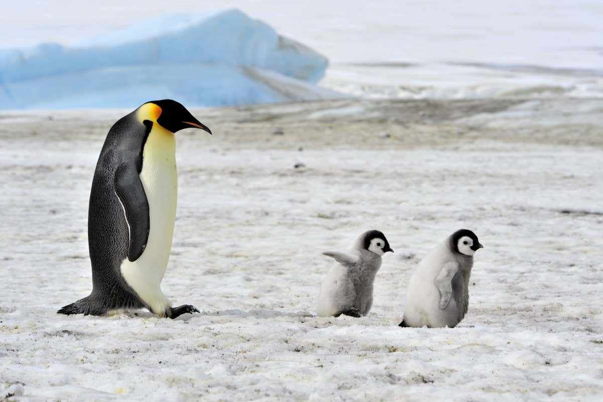 Emperor Penguin with two chicks in Antarctica; Shutterstock ID 328830815; purchase_order: -; job: -; client: -; other: -