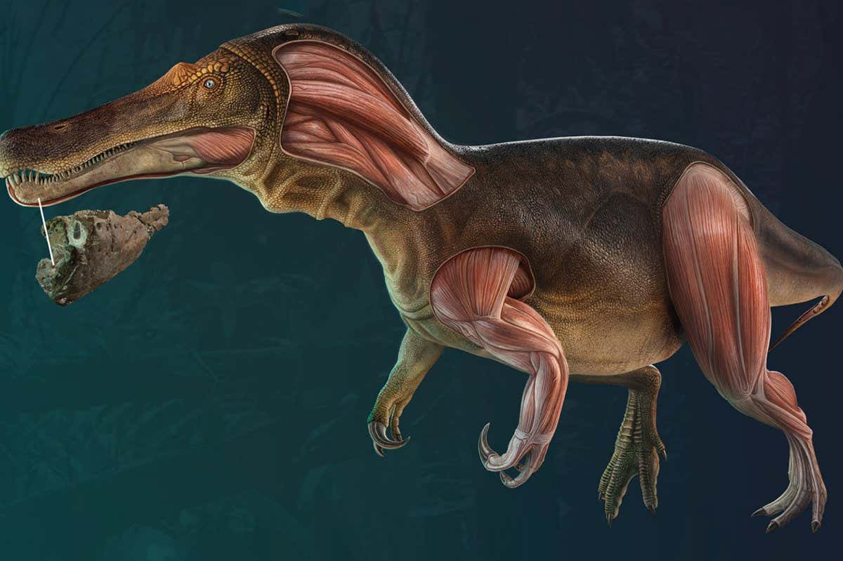 Life reconstruction of Iberospinus natarioi (ML1190)