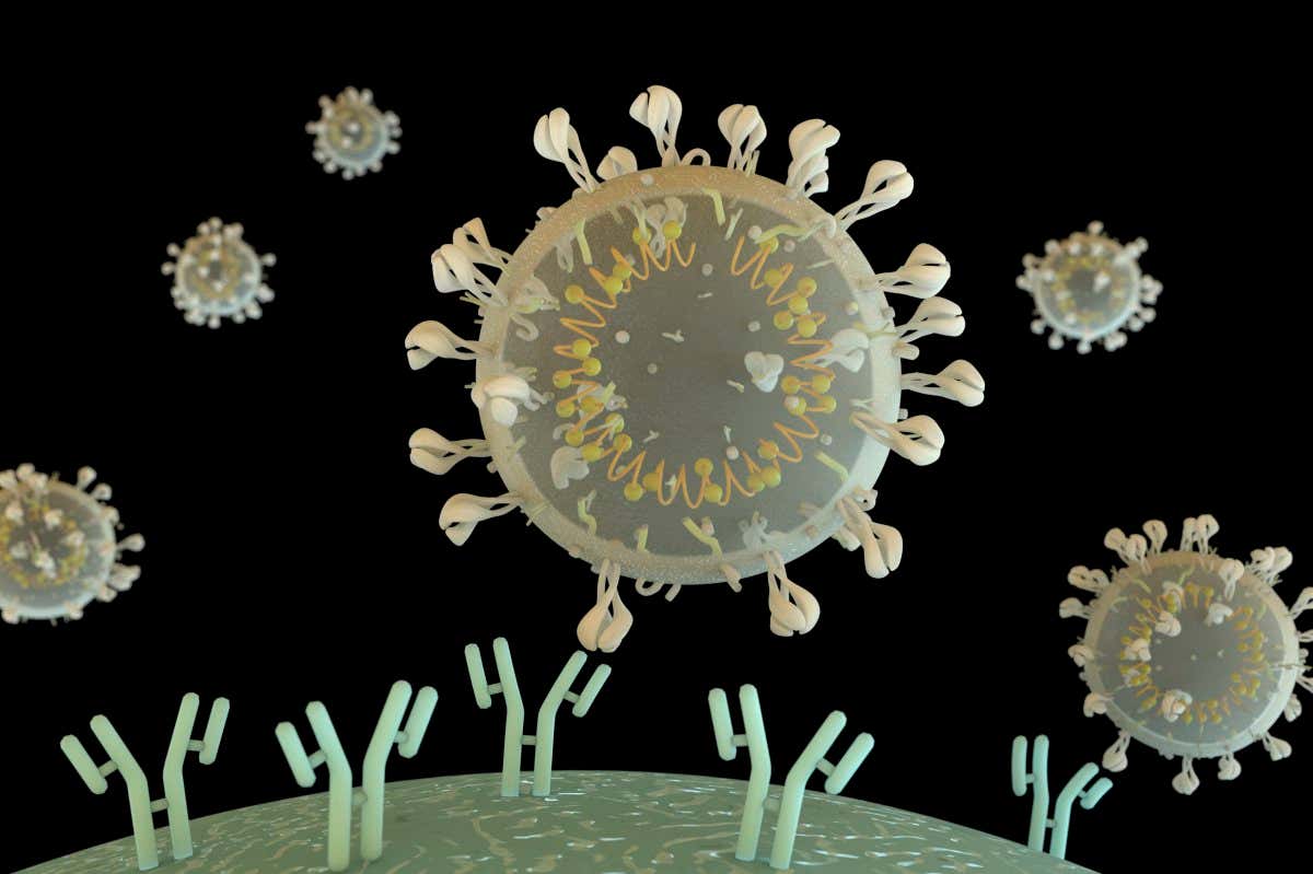 Illustration of SARS-CoV-2 binding to a receptor on the surface of a B cell. B cells are part of the body's immune system.