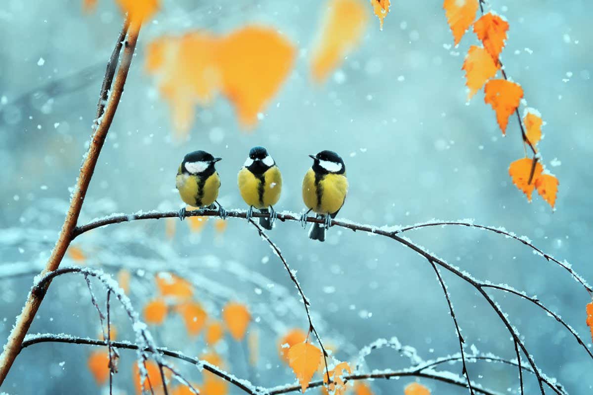 portrait of three cute birds Tits in the Park sitting on a branch among bright autumn foliage during a snowfall; Shutterstock ID 746387077; purchase_order: 15 Jan 2021 issue; job: 15Jan 2021 - Back pages; client: Photo; other:
