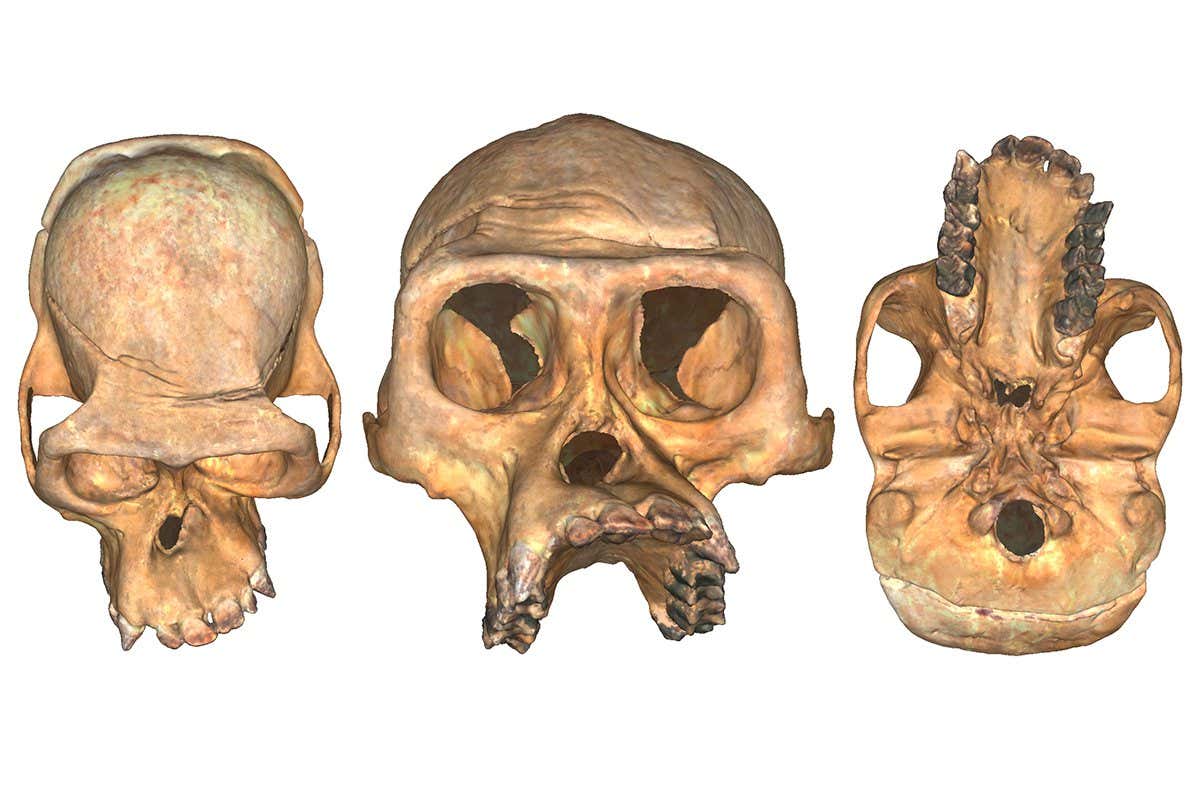 An extreme example of facial asymmetry in a female Virunga mountain gorilla cranium (Tayna, individual GP.148), shown as a three-dimensional surface model with texture. This individual was not included in the sample as she was dentally immature at the time of death, but she exhibits an extreme version of the asymmetric pattern documented in this study.