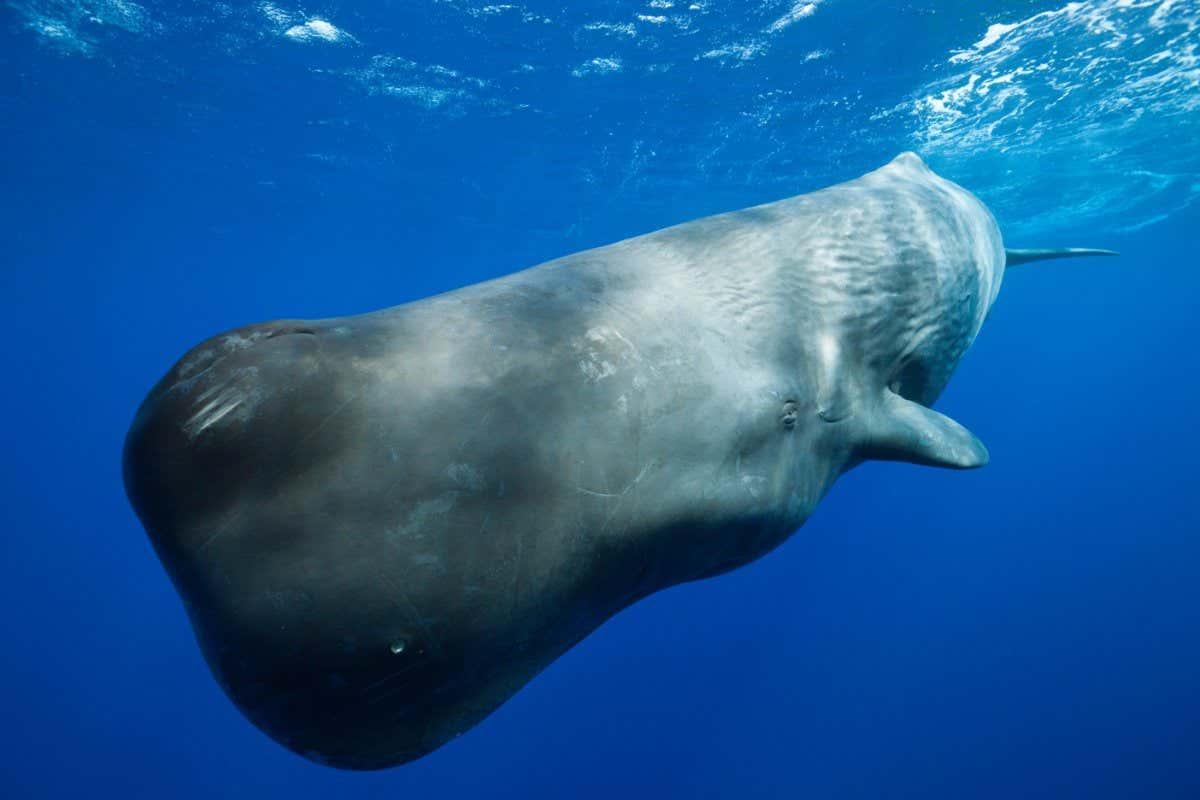 CT2DTA Sperm Whale, Physeter macrocephalus, Caribbean Sea, Dominica