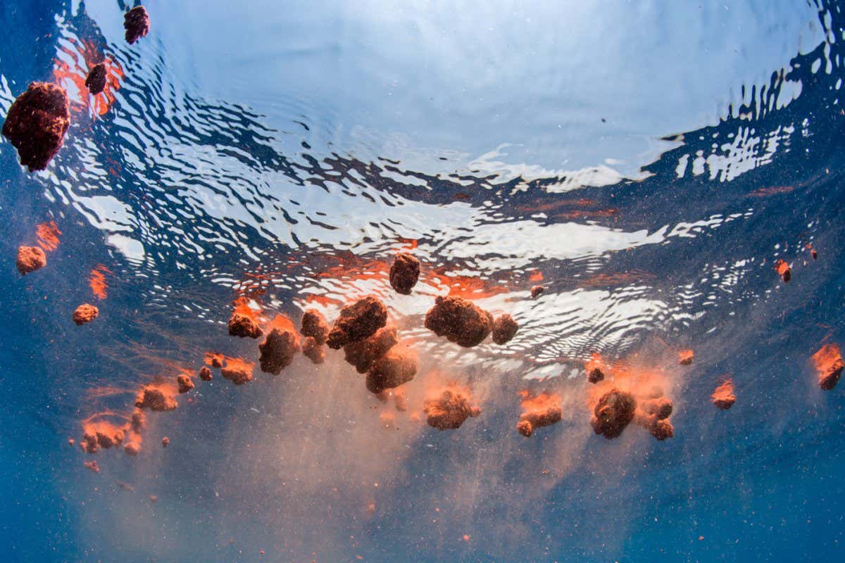 W7YY1X Pygmy blue whale (Balaenoptera musculus brevicauda) faeces floating in sea, Mirissa, Sri Lanka, Indian Ocean. Endangered species. Subspecies of Blue Whale.