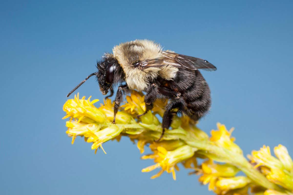 A Common Eastern Bumble Bee (Bombus impatiens) perches on a Goldenrod flower.
