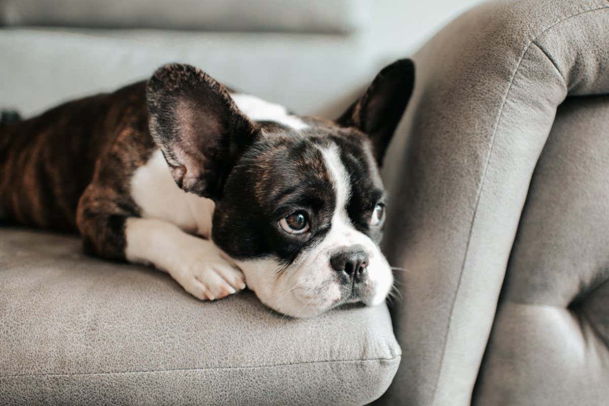 a bored french bulldog lying down and resting on sofa looking outside