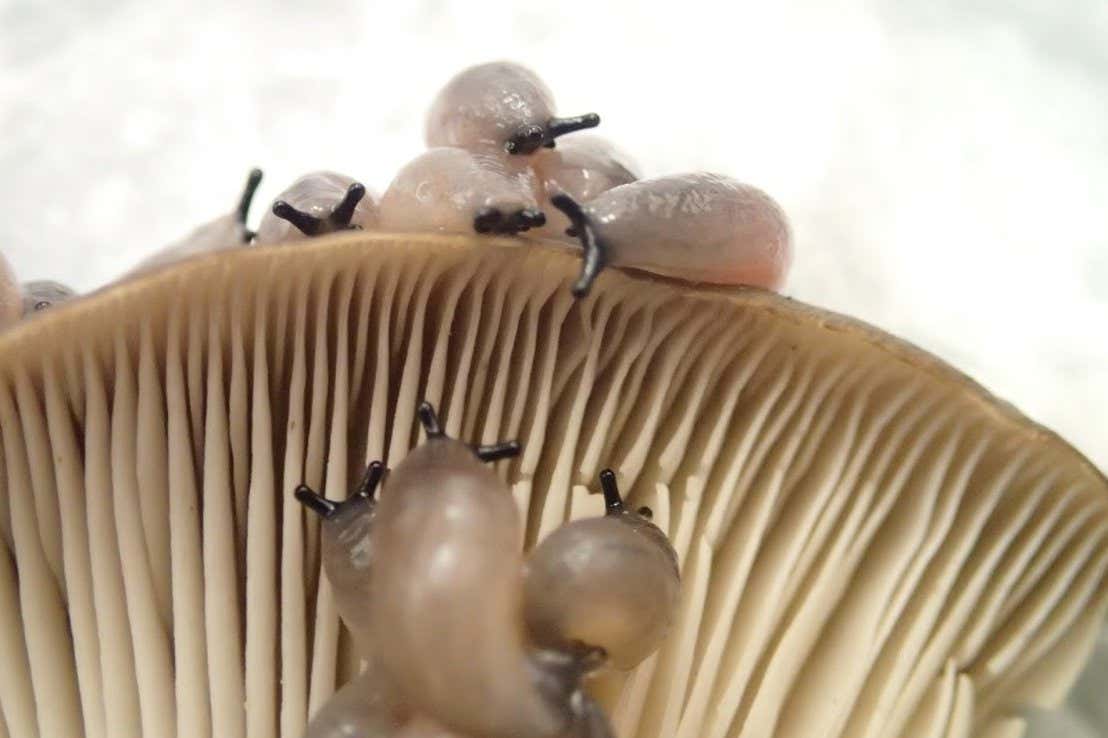 Slug species feeding on oyster mushrooms (Pleurotus)