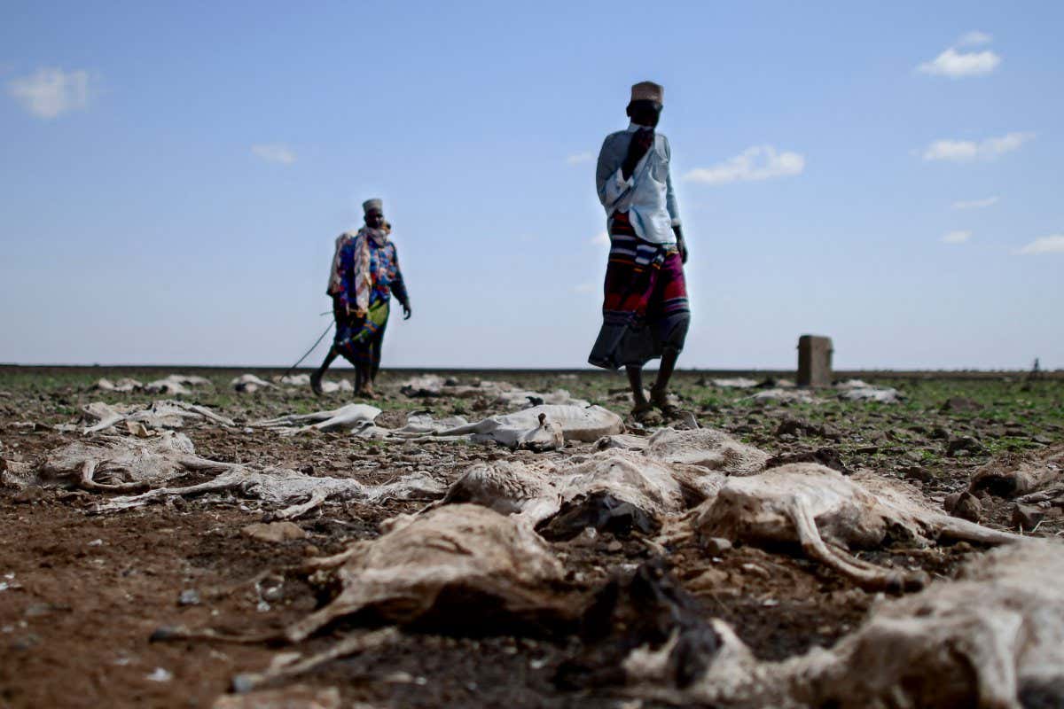 Pastoralists from the local Gabra community walk among carcasses of some of their sheep and goats on the outskirts of a small settlement called 'Kambi ya Nyoka' (snake camp) suspected to have succumbed due to sudden change in climate in Marsabit county January 29, 2022. - A devastating drought in Kenya late-last year, that appeared to give way to flash storms that yielded flooding and chilly weather conditions in early 2022, has seen pastoral communities in the east african nation's arid north lose their livestock, first to drought and then floods and cold. (Photo by Tony KARUMBA / AFP) (Photo by TONY KARUMBA/AFP via Getty Images)