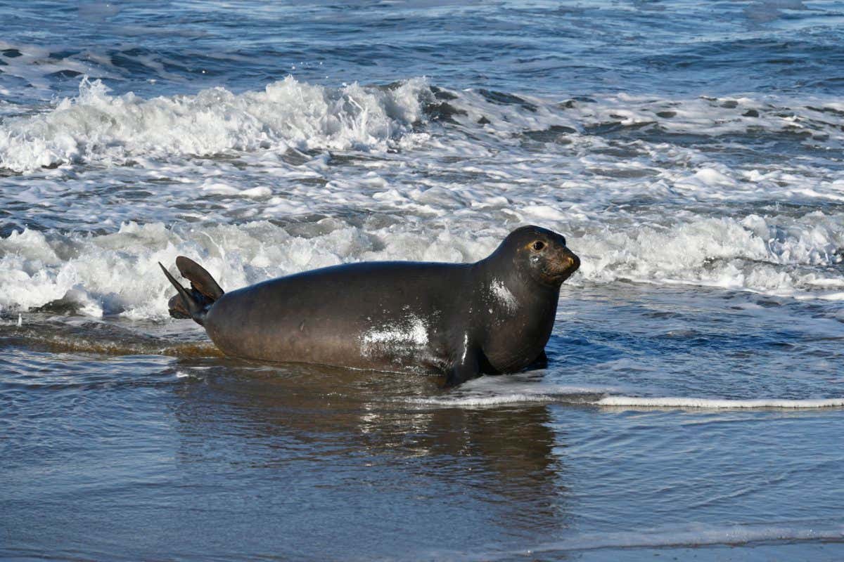 This photo shows an adult female elephant seal returning from her 7-month foraging migration to breed on the beach at A?o Nuevo Reserve.