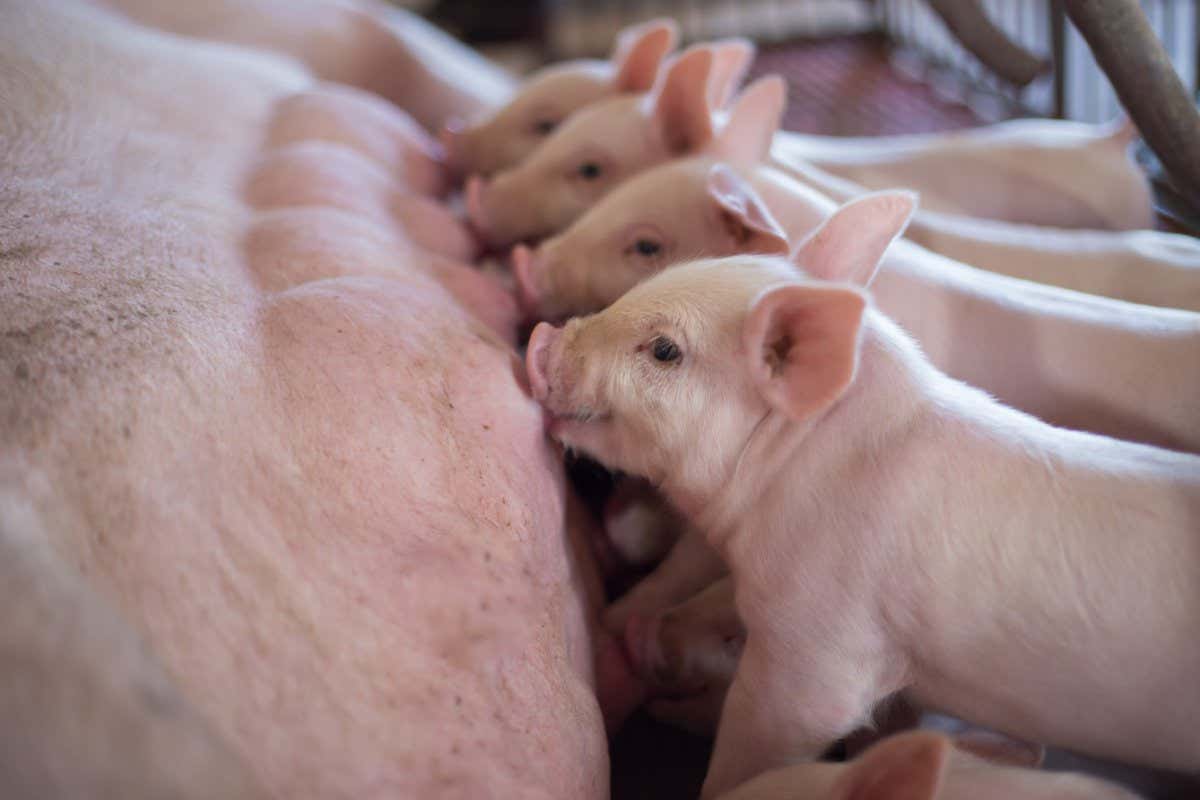 Suckling piglets