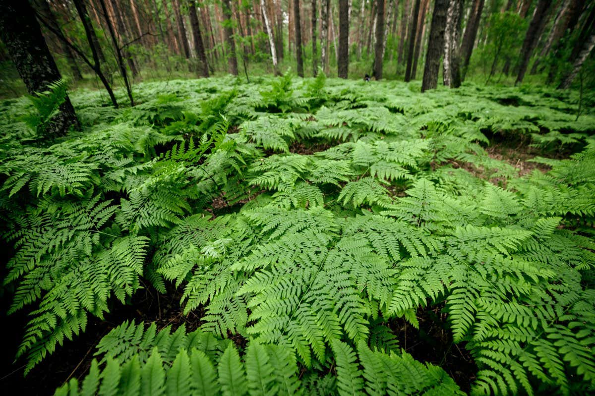 Dense fern thickets close-up. Beautiful nature background with many ferns in scenic forest. Rich greenery among trees. Chaotic wild ferns in forest thicket. Vivid green texture of lush fern leaves.; Shutterstock ID 1694661649; purchase_order: -; job: -; client: -; other: -