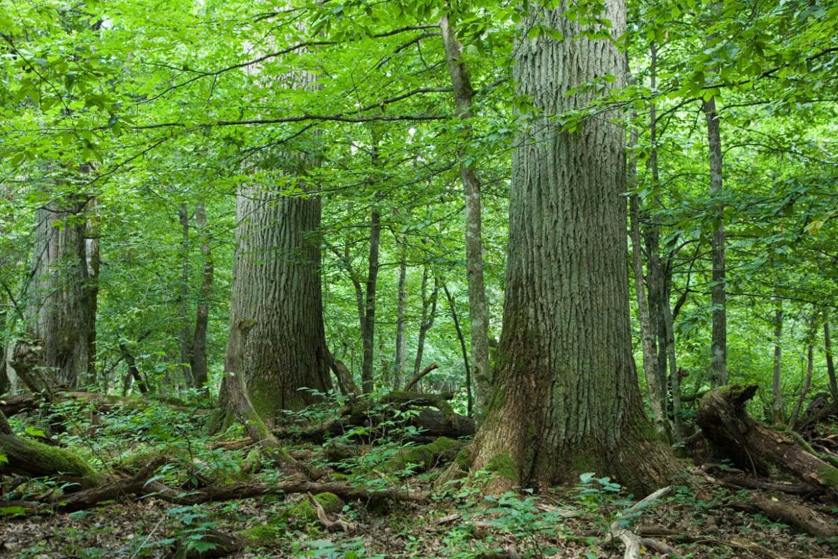 Three giant oak trees in natural forest among juvenile hornbeam, Bialowieza Forest, Poland, Europe