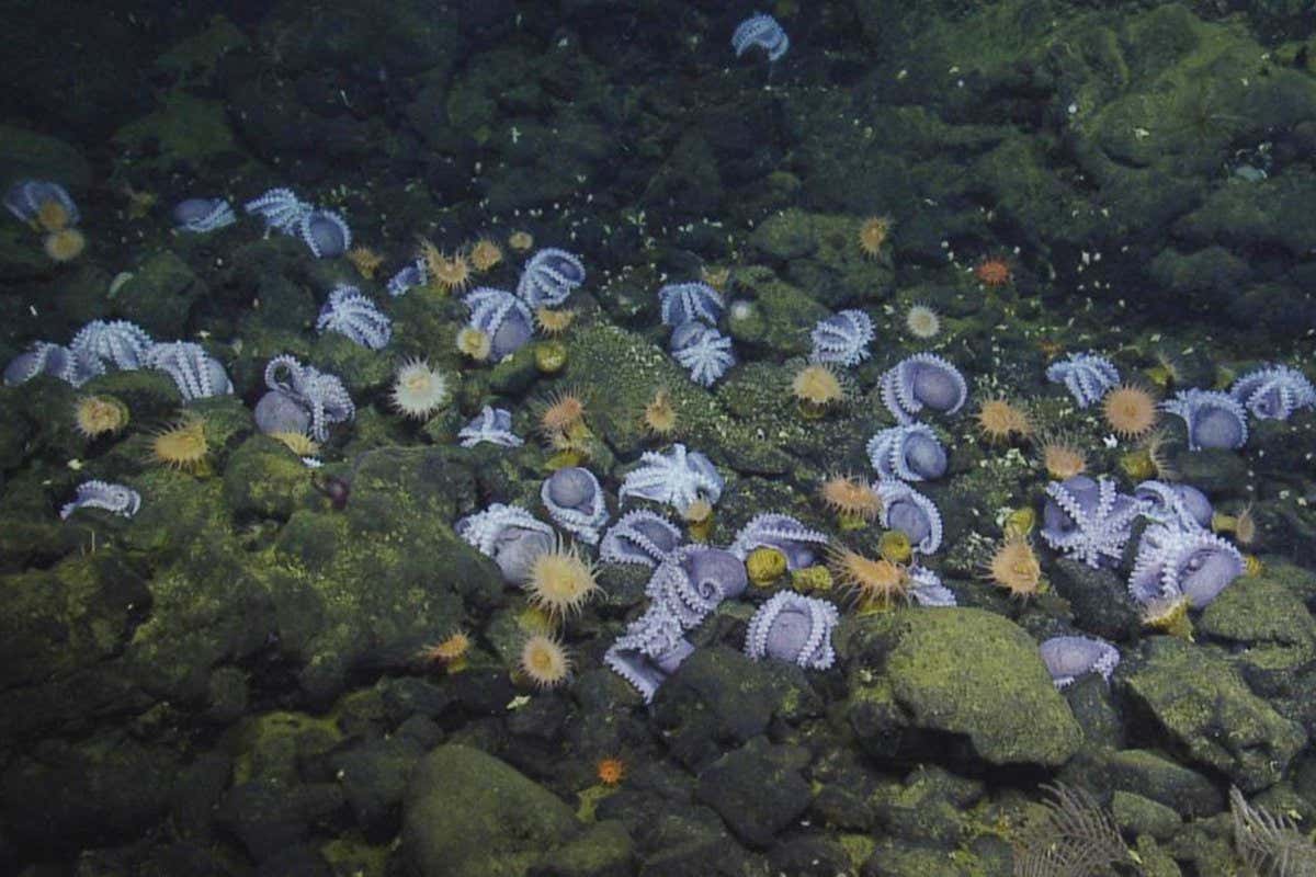 A cluster of deep sea octopus Muusoctopus robustus at Davidson Seamount, off California.