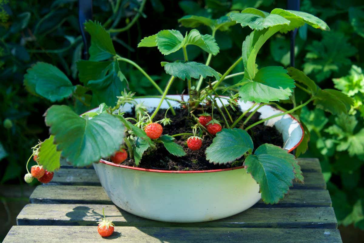 strawberries growing in vintage enamel bowl on painted green chair