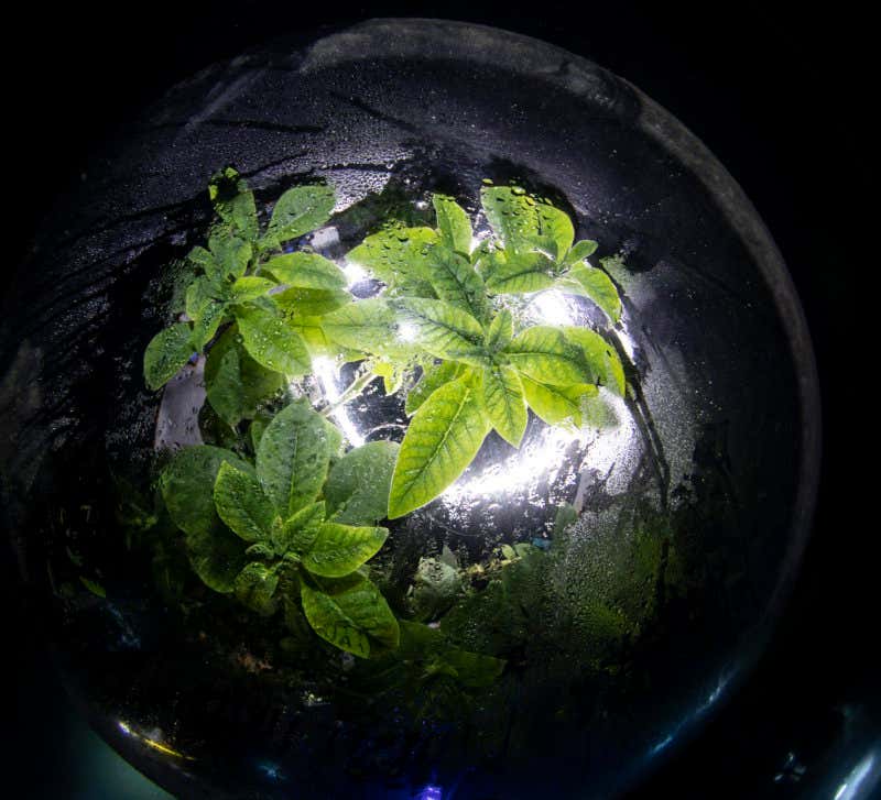 New Scientist. Science news and long reads from expert journalists, covering developments in science, technology, health and the environment on the website and the magazine.