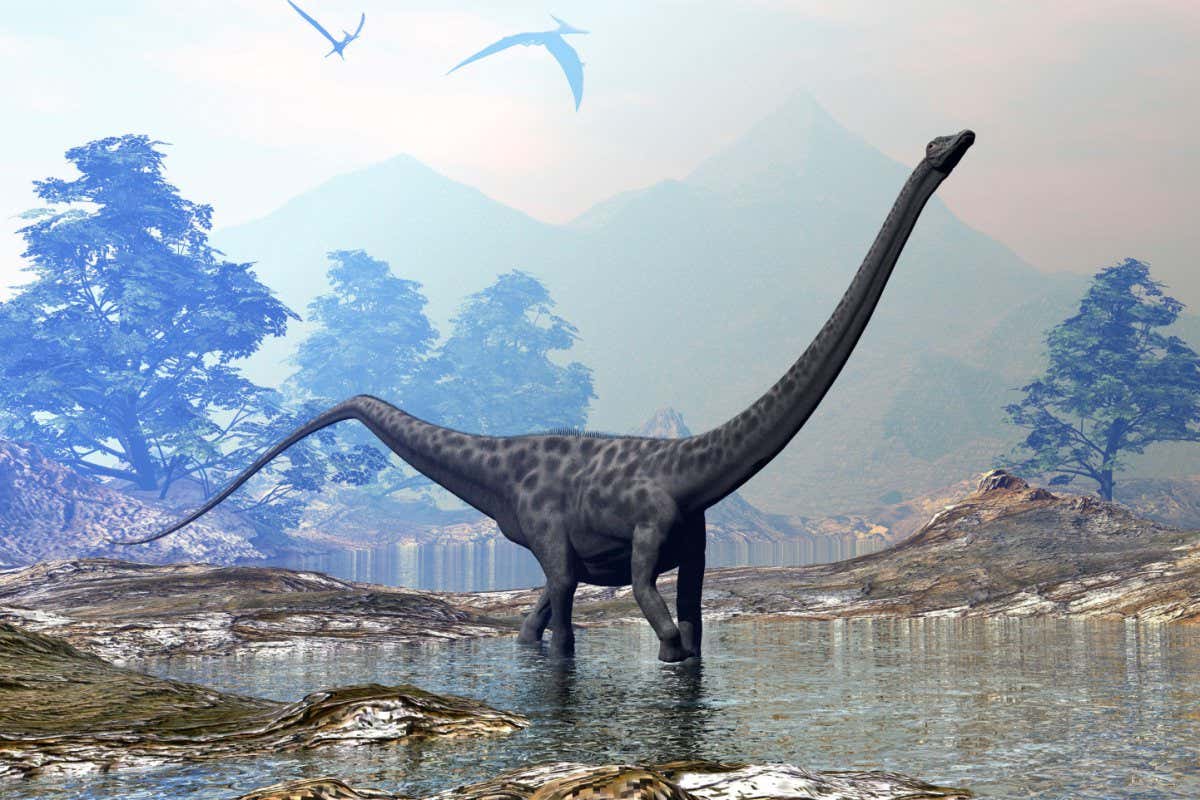 2G27BBX Diplodocus dinosaur walking peacefully in the water.