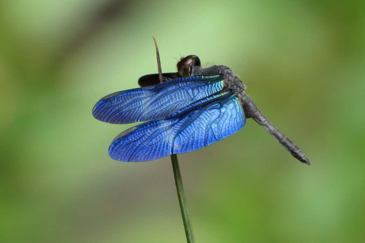 Zenithoptera lanei is a genus of dragonfly, Libellulidae family. Location: Near Presidente Figueiredo, Amazon rainforest, Brazil; Shutterstock ID 1161881227; purchase_order: -; job: -; client: -; other: -