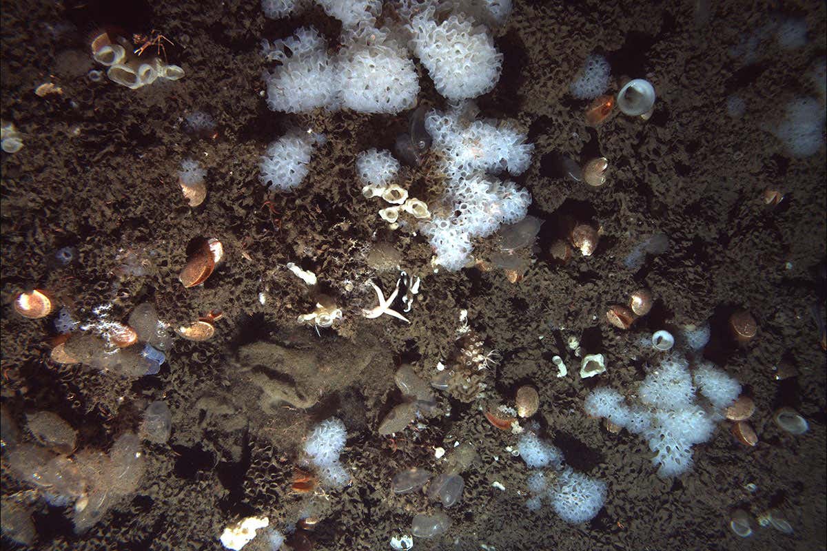 Very rare sponge reef may have been found off California coast