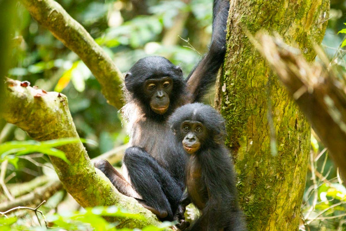 pics of mother/infant bonobos supplied by the study authors