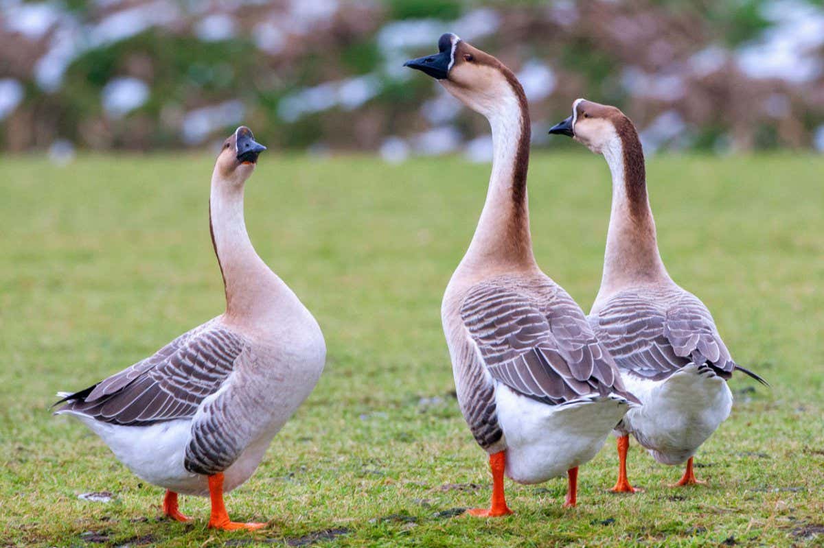 Chinese Goose