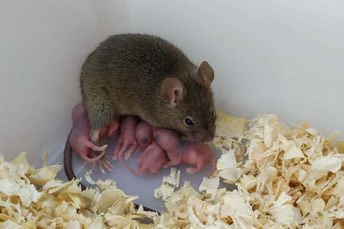The parthenogenetic mouse and the offspring. The parthenogenetic mouse was generated by targeted epigenetic rewriting of multiple imprinting control regions. The parthenogenetic mouse exhibited normal reproductive performance as an adult.
