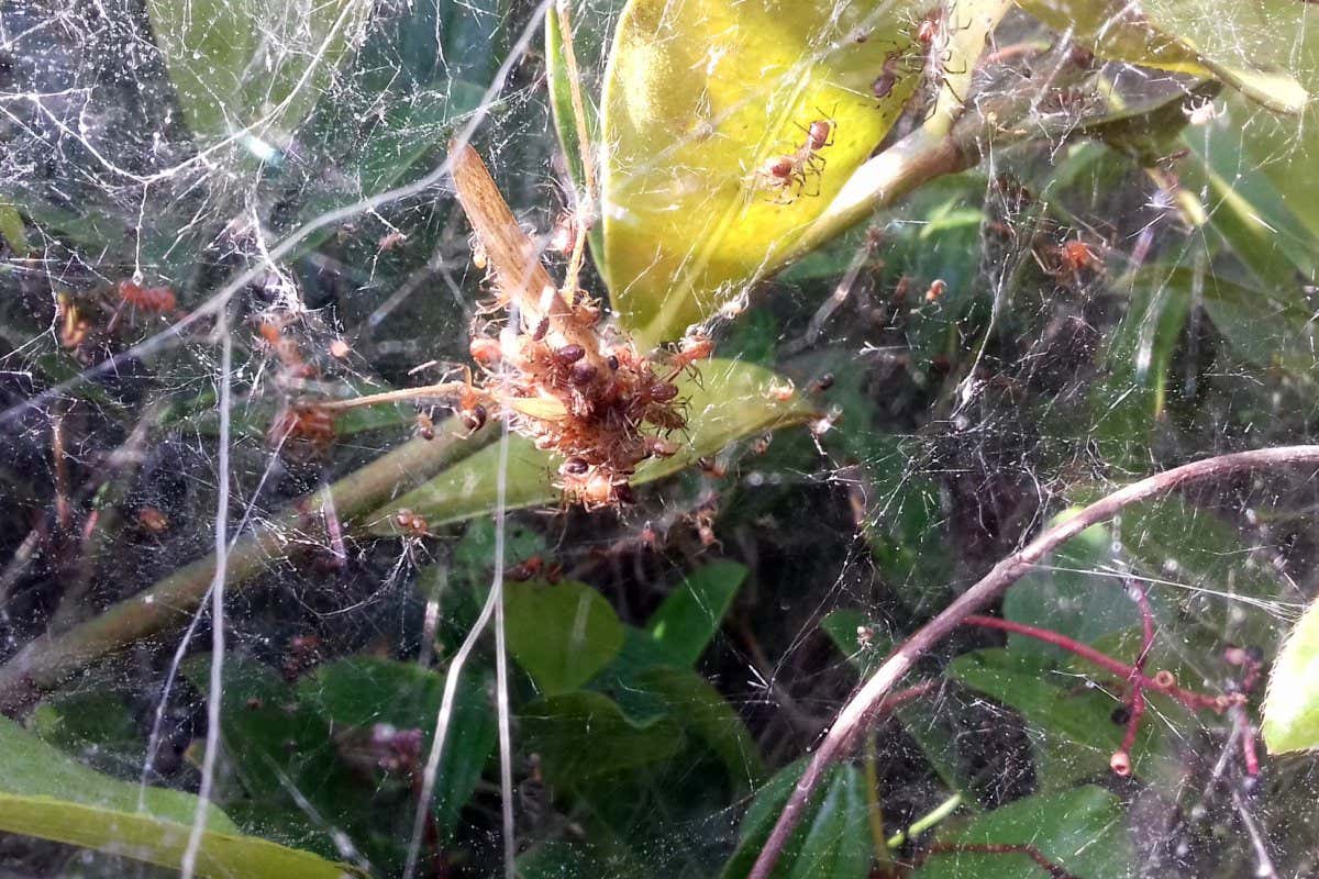 Some spider species hunt in packs, moving as one to catch their prey