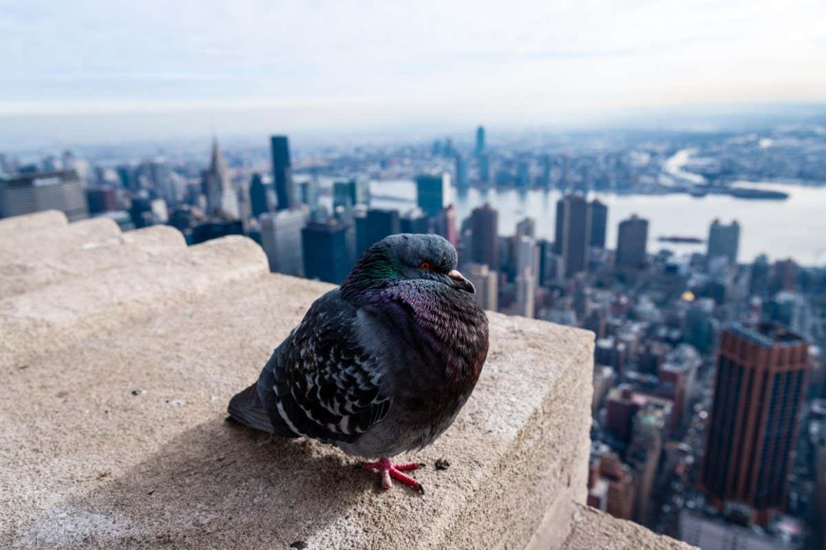 E7KTB1 US, New York City. View from the Empire State Building observation deck. Pigeon taking a rest.