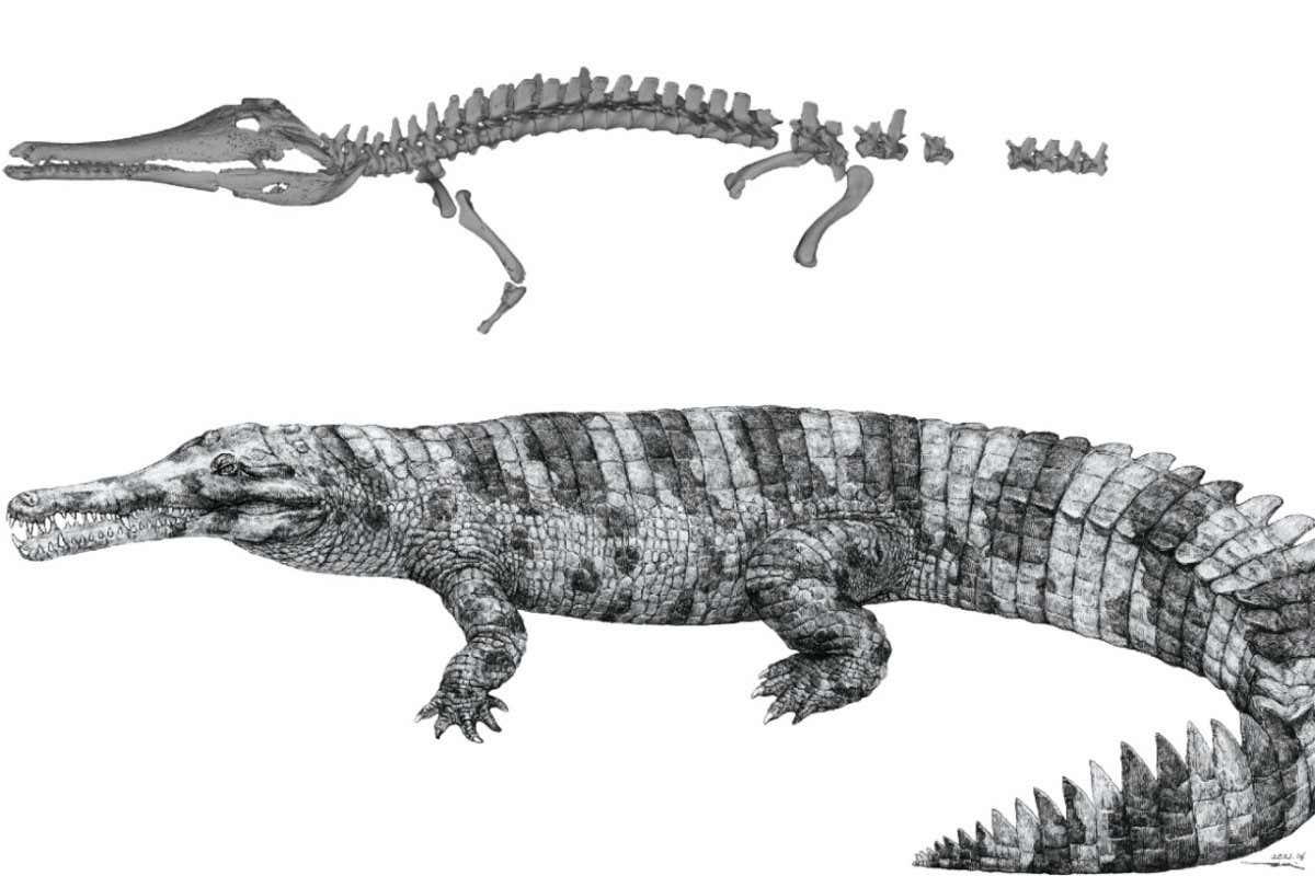 Type specimen of Hanyusuchus sinensis from the Bronze Age of China (above), and life restoration (below: drawn by Hikaru Amemiya).