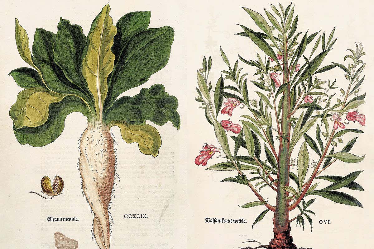 Beautiful images illustrate the dawn of modern botany