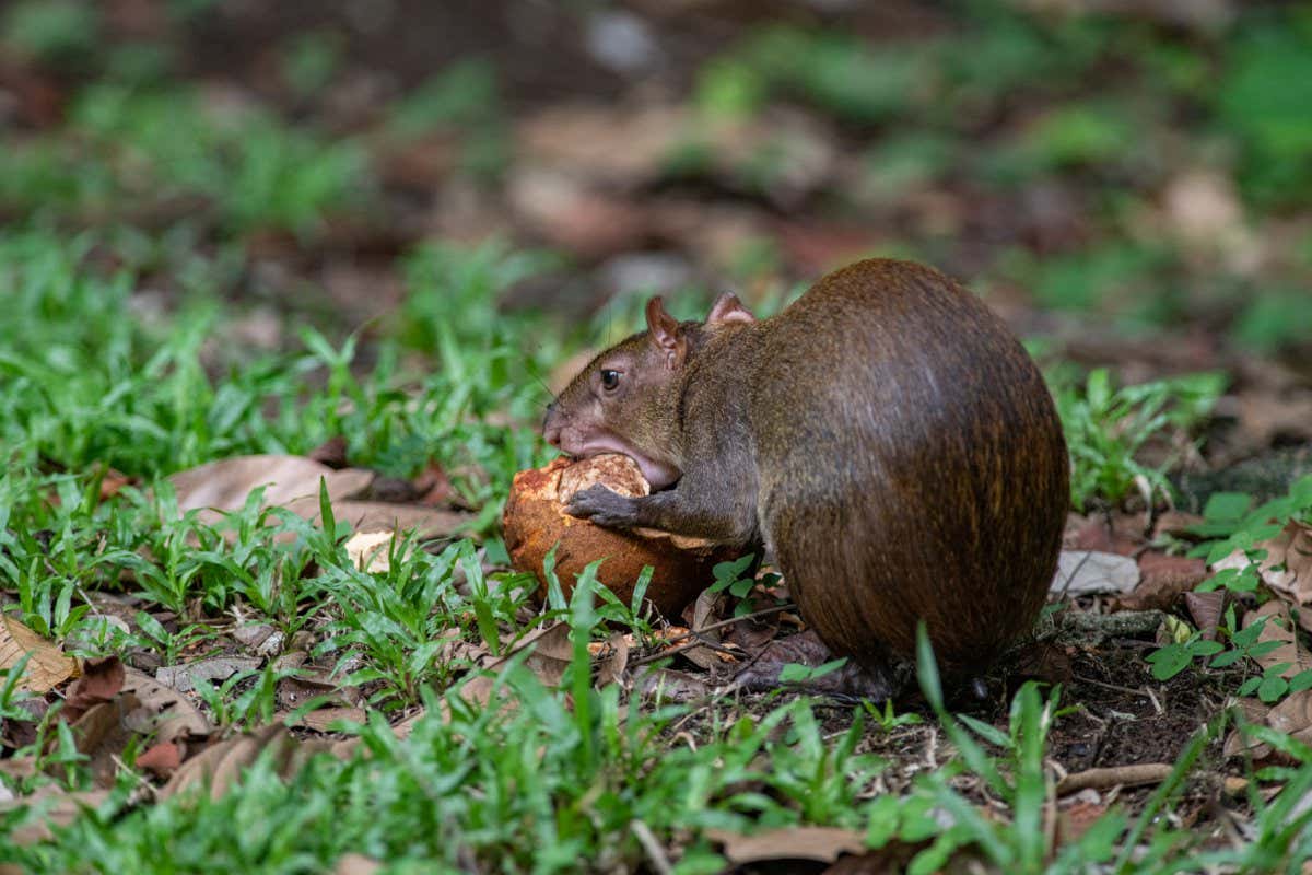 How a rodent’s fear of cats shapes rainforests in Panama