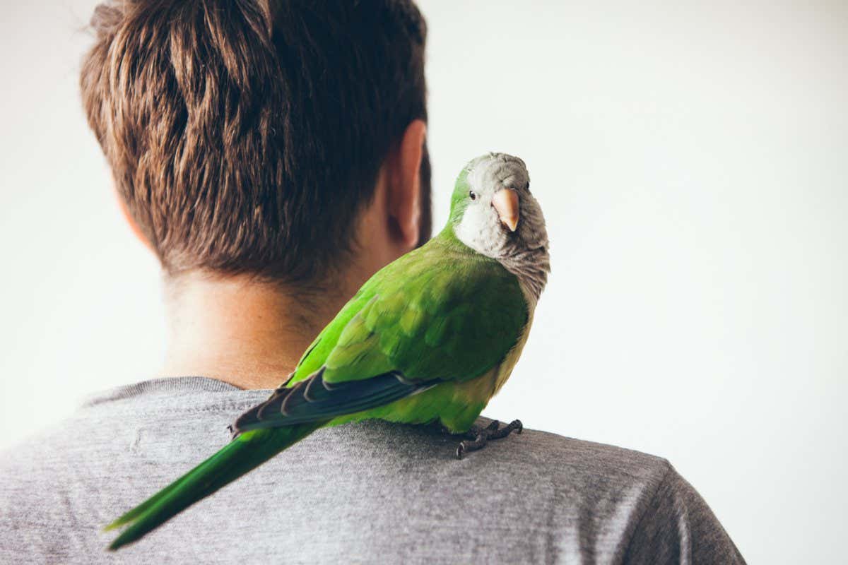 Monk parakeet is looking at camera with curiosity expression. Quaker parrot is sitting on mans shoulder at home. ; Shutterstock ID 1047353692; purchase_order: 5 March 2022; job: Culture 12th March 2022; client: NS; other: