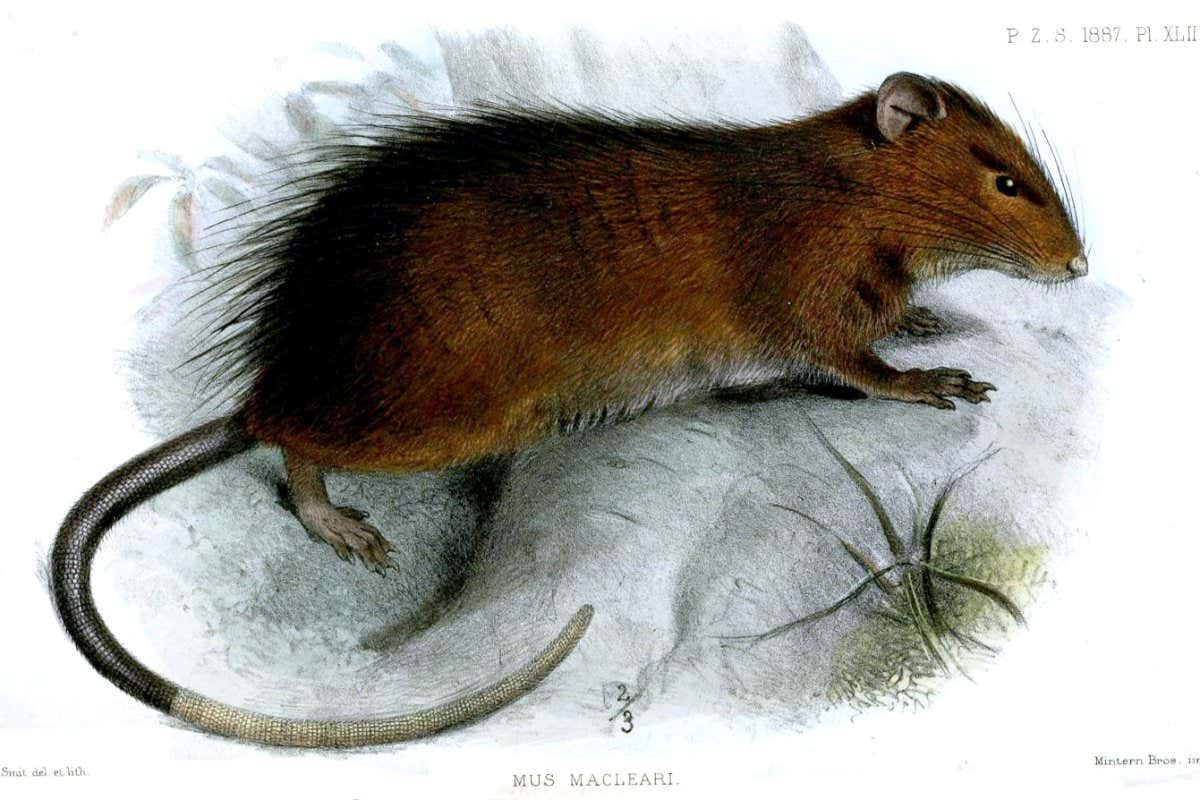 Mus macleari = Rattus macleari Date 1887