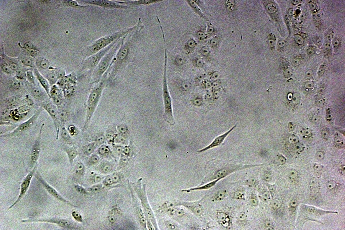 New Scientist. Science news and long reads from expert journalists, covering developments in science, technology, health and the environment on the website and the magazine.