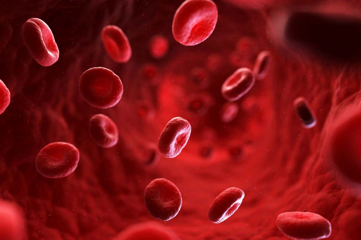 Red blood cells in a blood vessel, computer artwork.