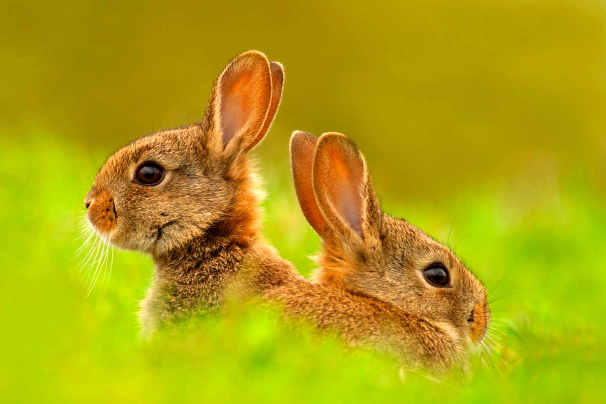 European rabbits (Oryctolagus ciniculus) juveniles emerging from burrow, Cheshire, UK May