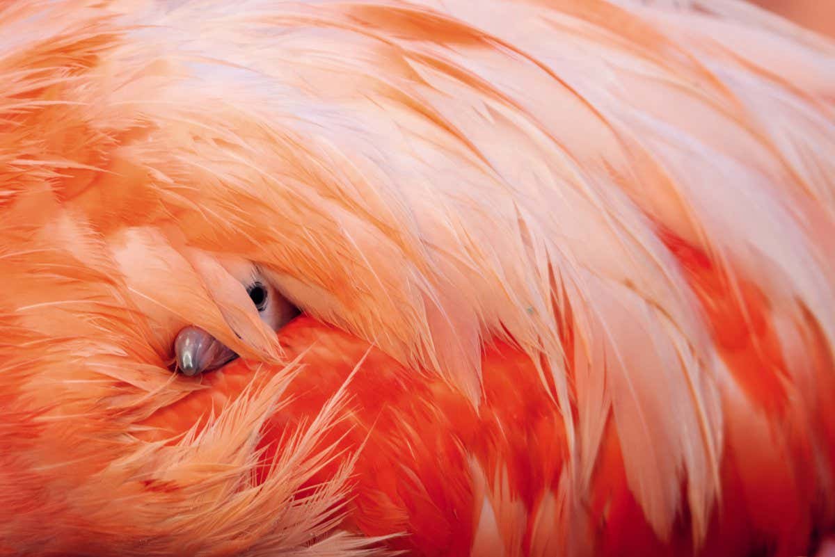 Caribbean Flamingo (Phoenicopterus ruber) chick under the wing of protective parent, breeding colony, Ria Lagartos Biosphere Reserve, Yucatan Peninsula, Mexico, June.Finalist in the Portfolio Category of the Terre Sauvage Nature Images Awards 2017. First Prize in the '2017 National Wildlife Photo Contest' organised by the National Wildlife Federation of the USA